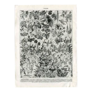 “Fleurs - Plantes De Serres" Giclee Print of an Antique Floral Encyclopedia Page Illustrated by Millot - Black and Off-White Colorway