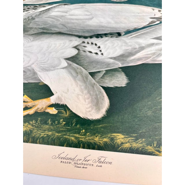 American 1964 Audubon Folio Lithograph Great Bird Paintings – “Iceland or Tee Falcon” 17x14 For Sale - Image 3 of 7