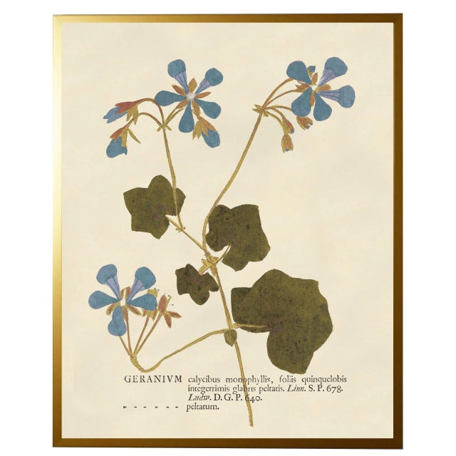 Illustration Blue Geranium Print in Gold Shadowbox - 19" x 25" For Sale - Image 3 of 3