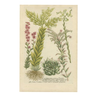 Johann Wilhelm Weinmann, Sedum and Succulent Plants, 1737, Engraving For Sale