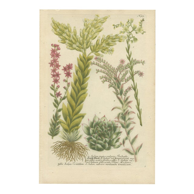 Johann Wilhelm Weinmann, Sedum and Succulent Plants, 1737, Engraving For Sale