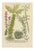 Johann Wilhelm Weinmann, Sedum and Succulent Plants, 1737, Engraving For Sale
