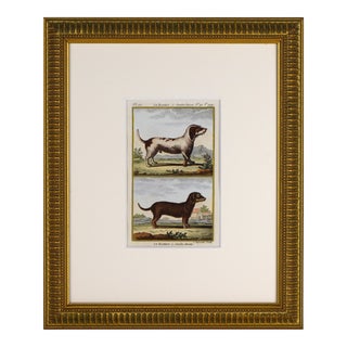 19th C. Antique Hand Colored Basset Hound/ Dachshund Dog Lithograph by Buffon For Sale