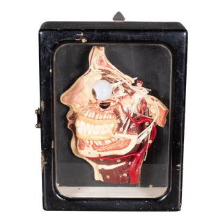 Antique Half Relief Anatomical Model Head in Wax, Germany C.1910 For Sale
