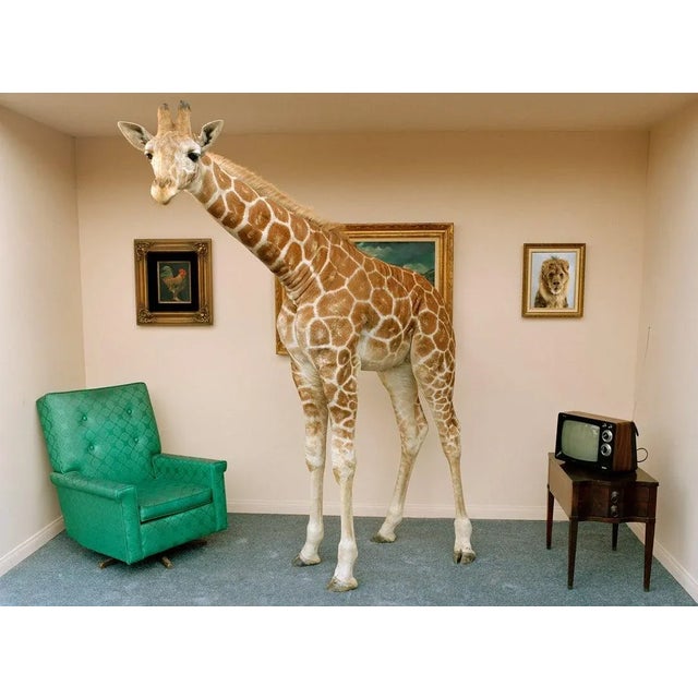 Matthias Clamer, Giraffe in Living Room, Photographic Paper, in Flawless conditions. Designed from 2000 This piece has an...