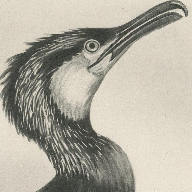 After Lilian Medland, Great Cormorant, 1909, Print For Sale - Image 4 of 9