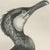 After Lilian Medland, Great Cormorant, 1909, Print For Sale - Image 4 of 9