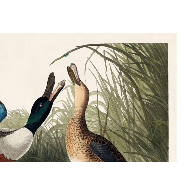 Paper John James Audubon Shoveller Duck From Birds of America (1827), Vintage Art Print Reproduction, 40″ × 30″ For Sale - Image 7 of 9