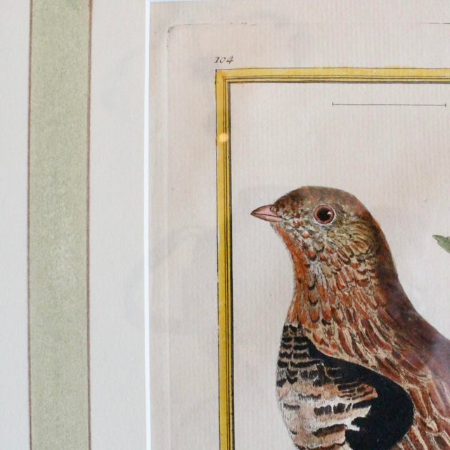 French Set of Six Finely Framed Original Engravings of Grouse by François-Nicolas Martinet, 18th Century For Sale - Image 3 of 16