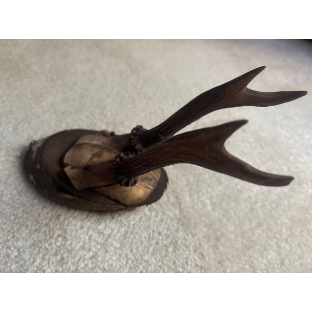 Bone Mounted Roe Buck Antlers, Set of Five For Sale - Image 7 of 16