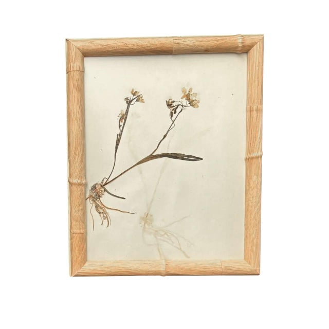 1893 Herbarium Botanical Specimens, Set of 12 For Sale - Image 11 of 18