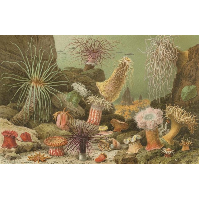 Richard Lydekker, Sea Anemones Colorful Marine Invertebrates, 1896, Color Process Print For Sale - Image 4 of 9