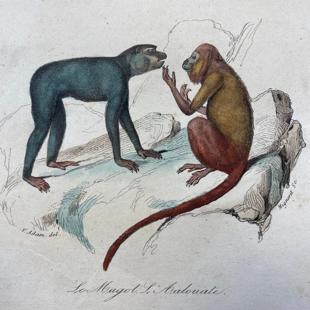 French Antique 18th Century "L'Ouistite" Monkey Engraving Hand Colored Signed Artwork For Sale - Image 4 of 12