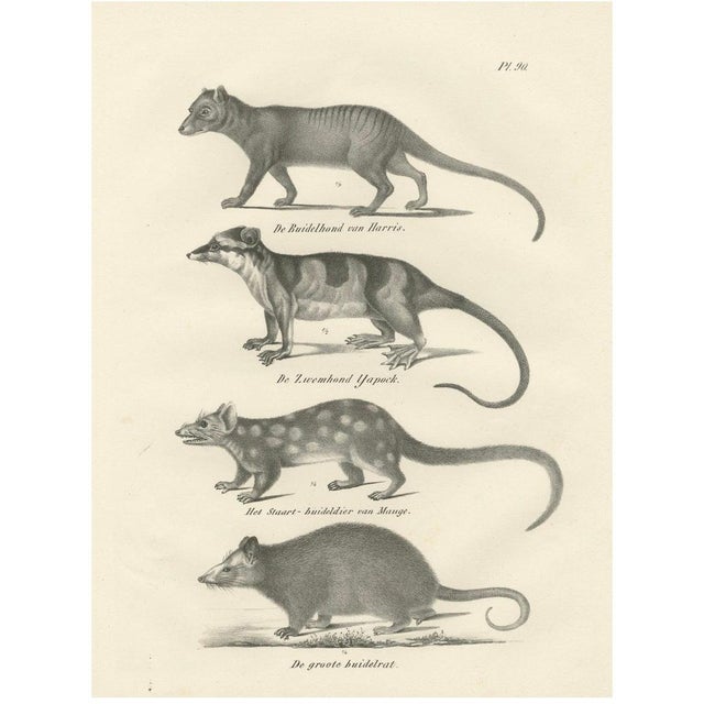 Marsupials, 1836, Lithograph on Paper For Sale - Image 10 of 10