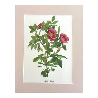 Vintage Mary Vaux Walcott Print in 11x14 Mat, Ready to Frame: Wild Rose For Sale