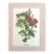 Vintage Mary Vaux Walcott Print in 11x14 Mat, Ready to Frame: Wild Rose For Sale