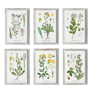 Perennial Floral Studies - Set of 6