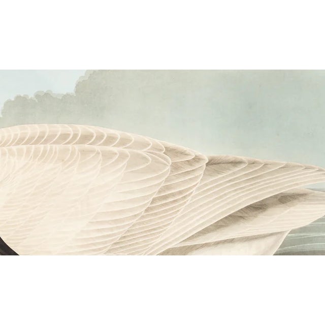 The Abbeville Press edition (1985) of the Trumpeter Swan (Plate 406) facsimile is a world-class reproduction of John James...