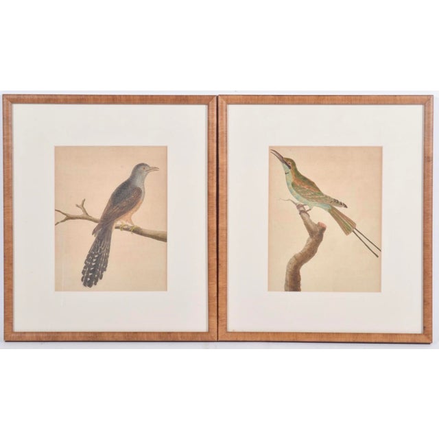 Realism Birds: Antique Copperplate Engravings of by François Martinet - Set of Four For Sale - Image 3 of 14