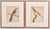 Realism Birds: Antique Copperplate Engravings of by François Martinet - Set of Four For Sale - Image 3 of 14
