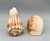 1980s Vintage Otagiri Japan Ceramic Seashell Salt & Pepper Shakers – Coastal Chic Shell Set - Nautical/ Palm Beach For Sale - Image 5 of 10