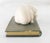 Traditional 20th Century Cast Resin Paperweight With Hippo For Sale - Image 3 of 9