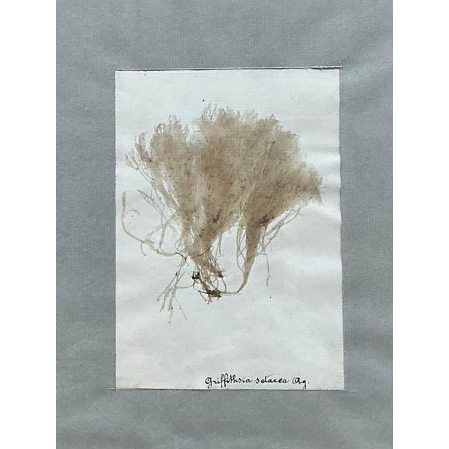 Vintage Pressed Specimen Plant Clippings - Set of 6 For Sale - Image 12 of 12