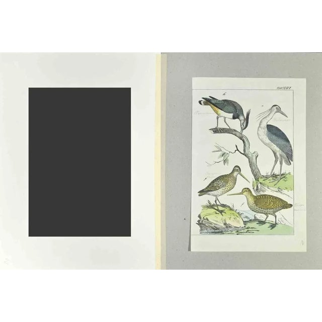 Woodcock is an etching hand colored realized by Gotthilf Heinrich von Schubert - Johann Friedrich Naumann, Illustration...