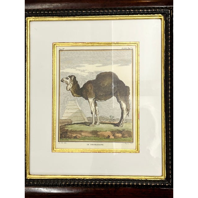 African Vintage Set 4 African Animal Engravings Custom Framed For Sale - Image 3 of 12