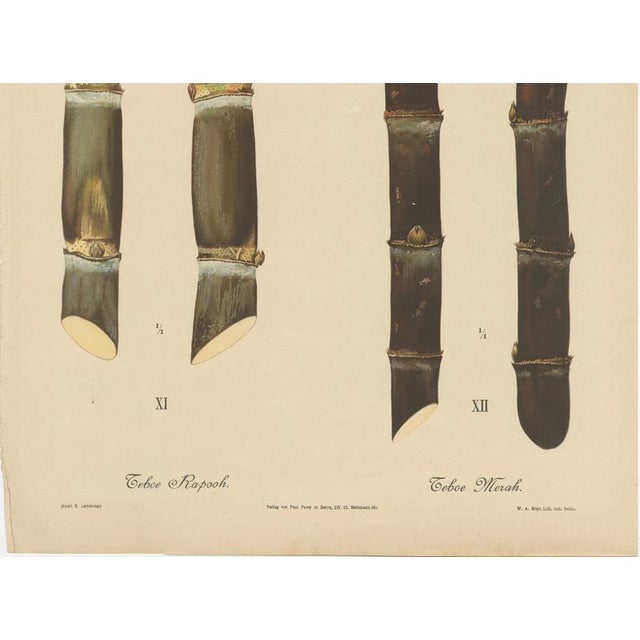 Sugarcane, 1892, Paper For Sale - Image 4 of 10