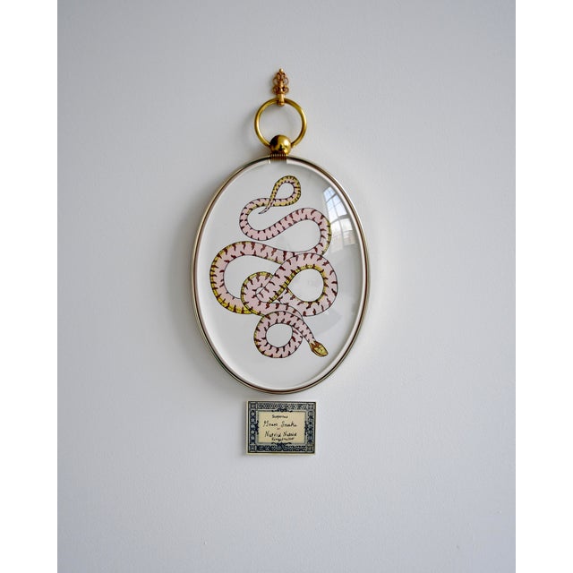 Original watercolor and ink illustration of a garden snake, displayed in a vintage oval hanging frame with convex glass....