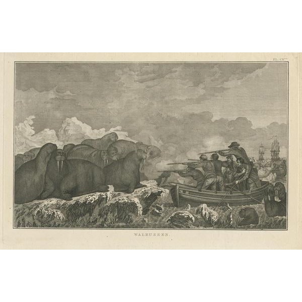 Antique print titled 'Walrussen'. This print depicts walruses, with sailors pointing their gun at them. Originates from...