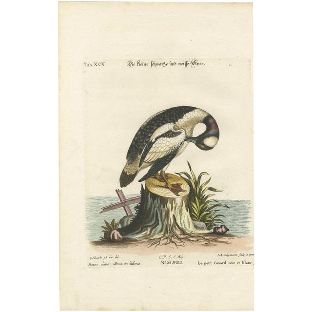 After George Edwards, Small Black and White Duck, 1770, Print For Sale - Image 6 of 6
