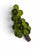 Mid 20th Century Vintage Mid-Century Modern Olive Green Lucite Grape Cluster Accent Piece For Sale - Image 5 of 6