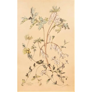 Large 1880s French Botanical Chromolithograph- Bleeding Hearts, Signed, Matted For Sale