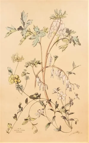 Large 1880s French Botanical Chromolithograph- Bleeding Hearts, Signed, Matted