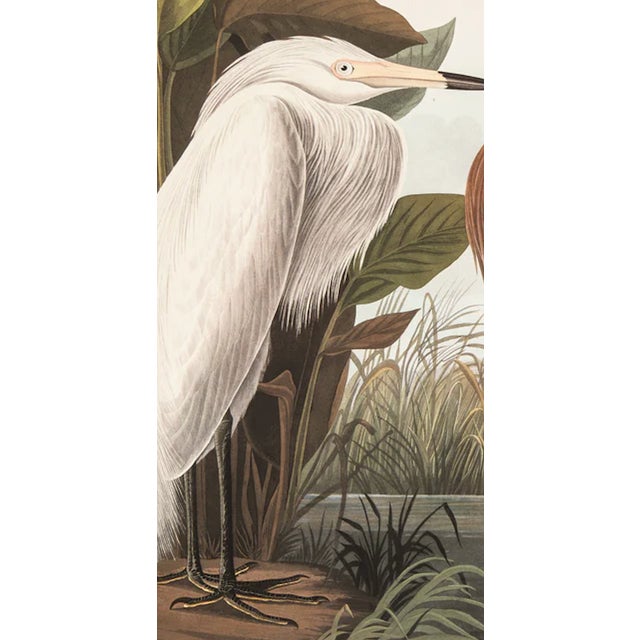 American 1980s The Abbeville Press Edition of the Reddish Egret or Purple Heron (Plate 256) From the Birds of America by John James Audubon For Sale - Image 3 of 5