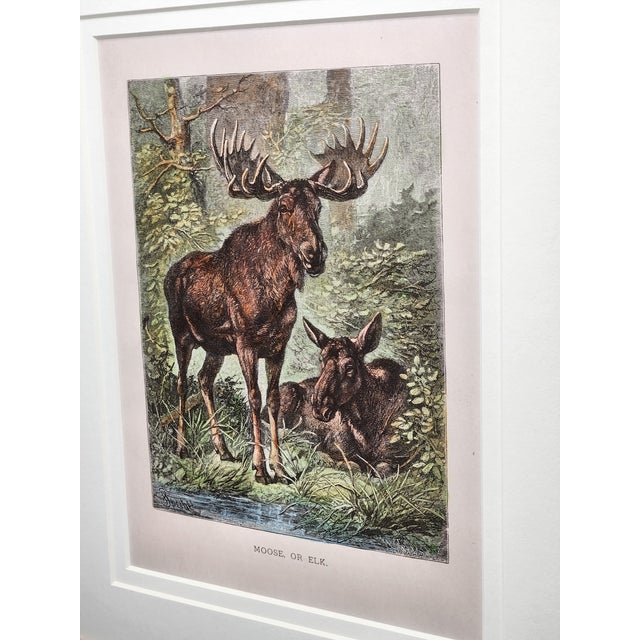Late 19th Century Louis Prang Deer Engravings in Burl Wood Style Frames - Set of 4 For Sale - Image 9 of 16