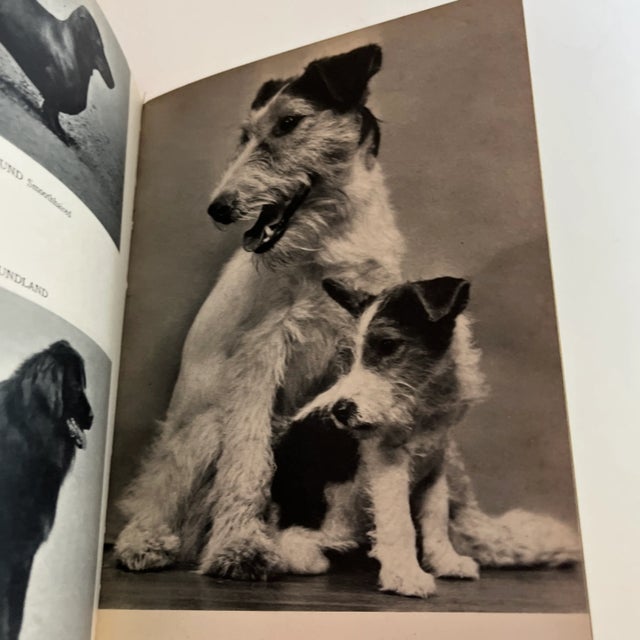 1950s the Dog in Nature, History and Art Book For Sale - Image 10 of 12