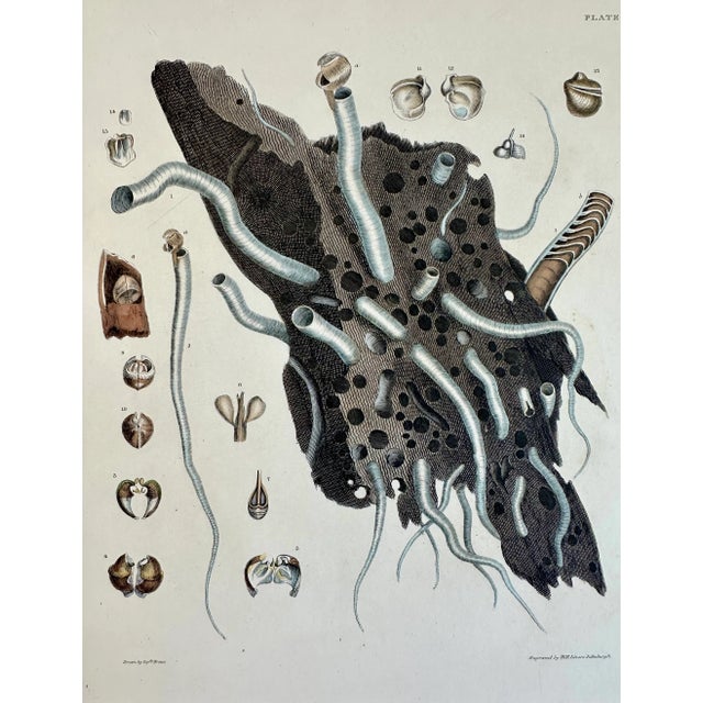 Coral Shells, 19th Century Print For Sale - Image 4 of 5
