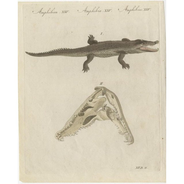 Bertuch, Crocodile with a Study of Its Skull, 1809, Print For Sale - Image 3 of 12