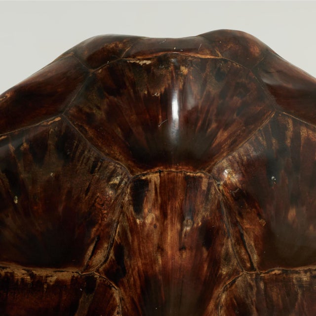 Antique Organic Turtle Shell For Sale - Image 4 of 10