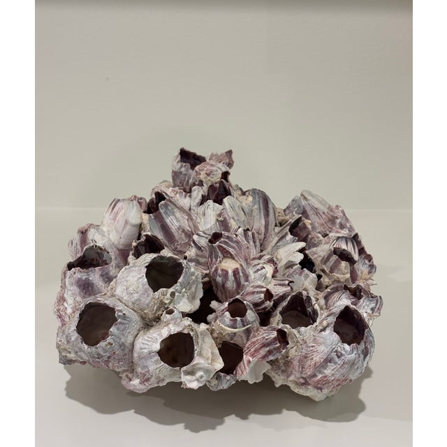 Large Natural Barnacle Cluster Specimen CONDITION: Very Good. Please zoom in on photos and read detailed condition notes...