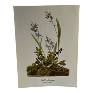1960s After Audubon Field Sparrow Print