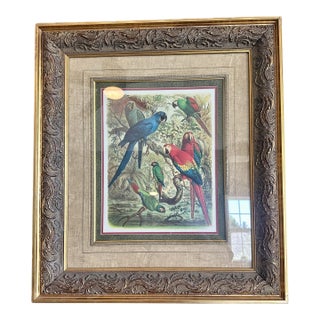Vintage Tropical Birds III Framed Lithograph Print by Cassell For Sale