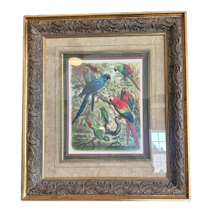 Vintage Tropical Birds III Framed Lithograph Print by Cassell