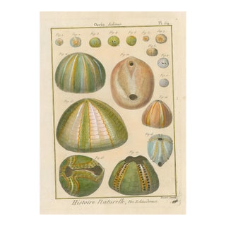 Antique French Histoire Naturelle Hand- Sea Urchins, 1770-90's Modern Color For Sale