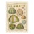 Antique French Histoire Naturelle Hand- Sea Urchins, 1770-90's Modern Color For Sale