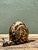 Vintage Coconut Shell Snail For Sale In West Palm - Image 6 of 12