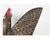 Vintage Carved Wooden West African Senufo Hornbill Bird Sculpture For Sale - Image 13 of 17